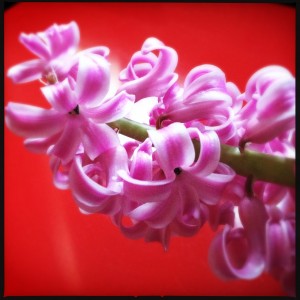 140216 hyacint