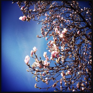 150402 bloeiende magnolia
