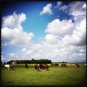 160714 allemaal paarden