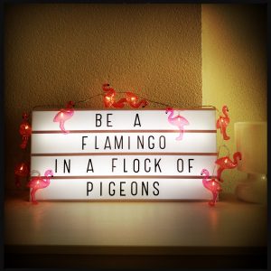 160725 flamingo's